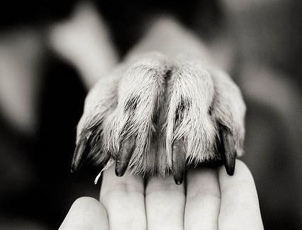 Notre lien avec les animaux : plus qu'une simple affection
