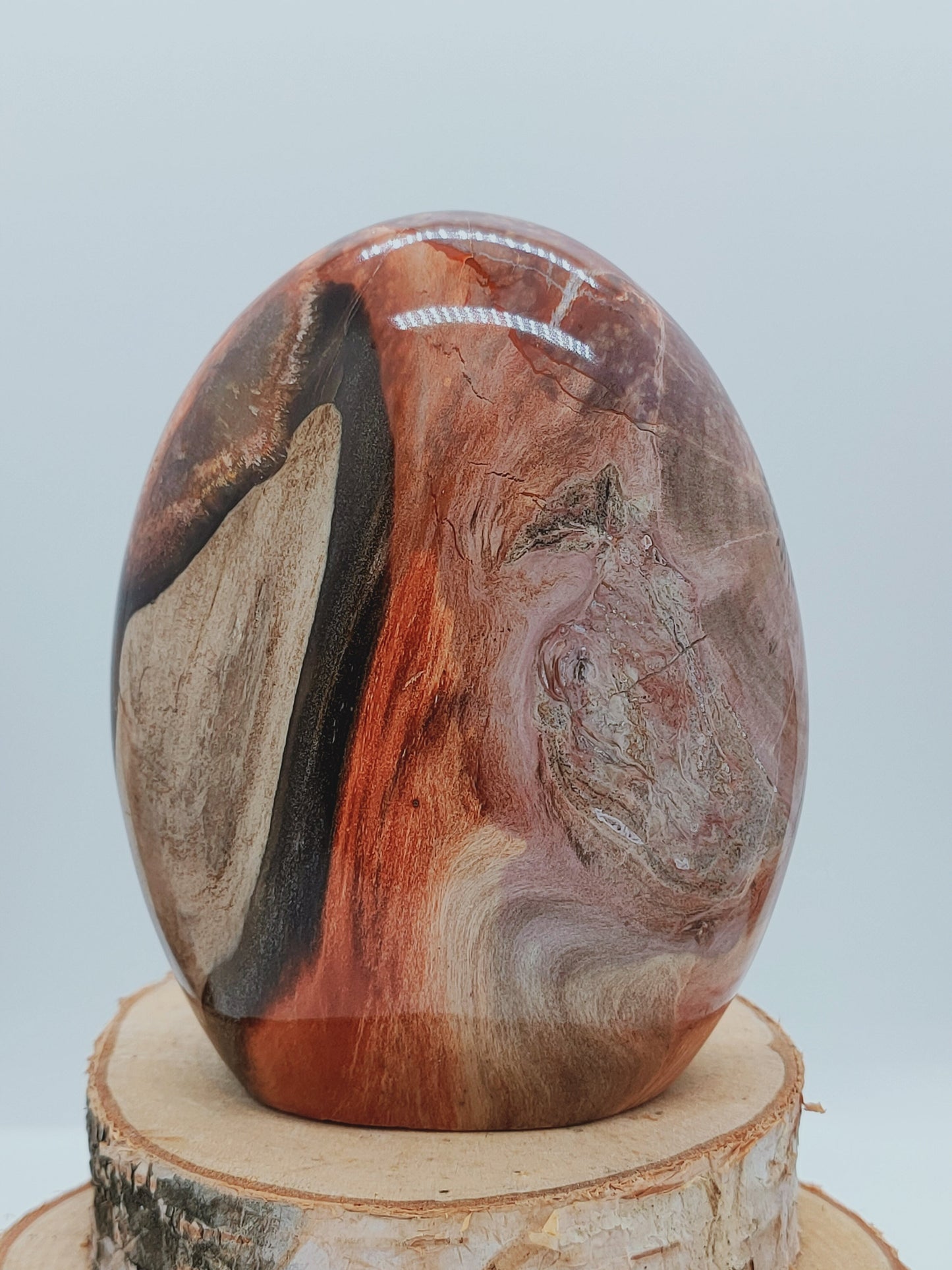 Bois fossile AA - Qualité +++ - La Rédemption de l'Arbre généalogique