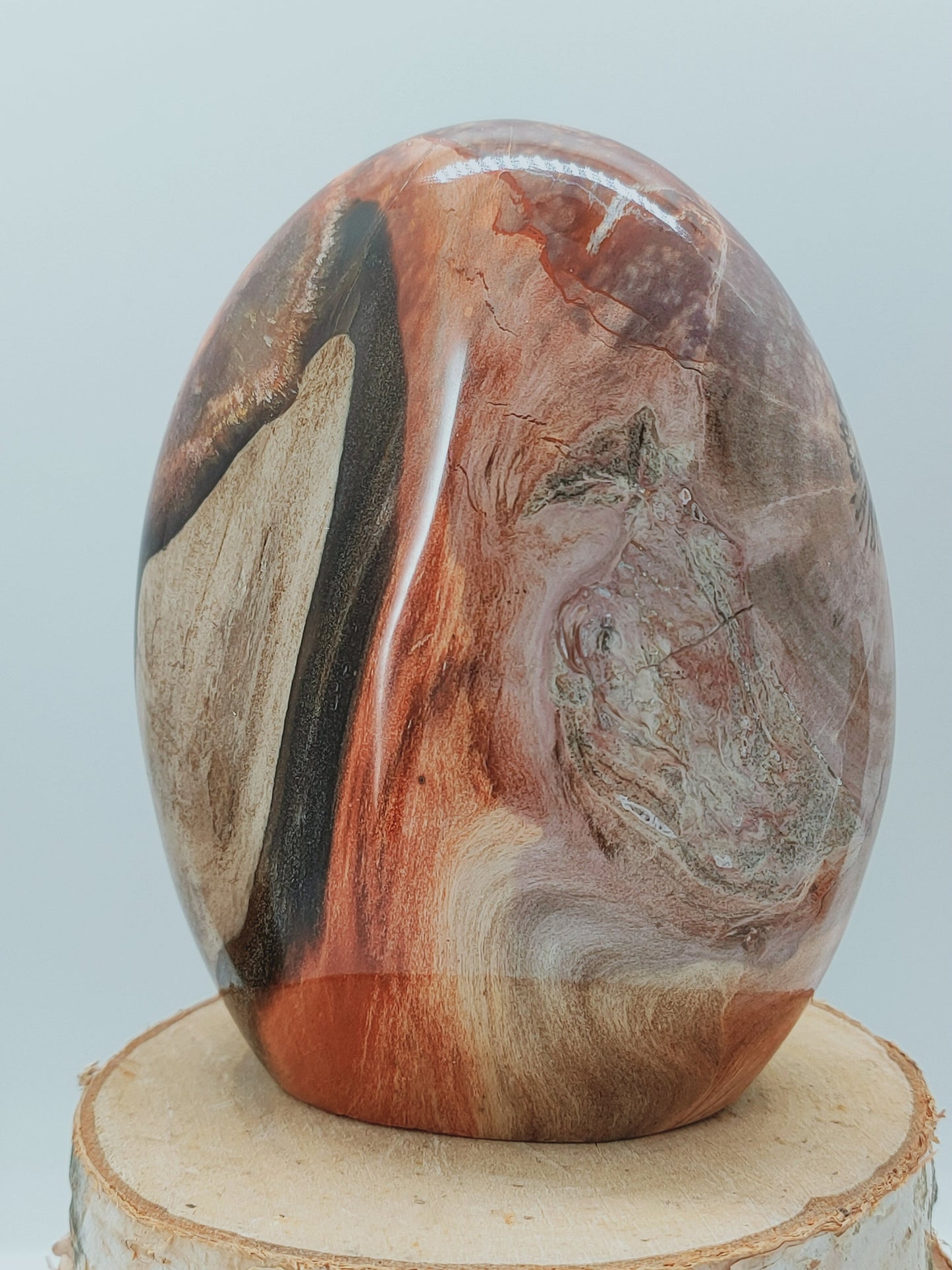 Bois fossile AA - Qualité +++ - La Rédemption de l'Arbre généalogique