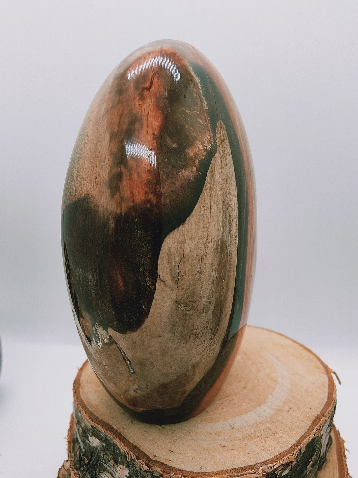 Bois fossile AA - Qualité +++ - La Rédemption de l'Arbre généalogique