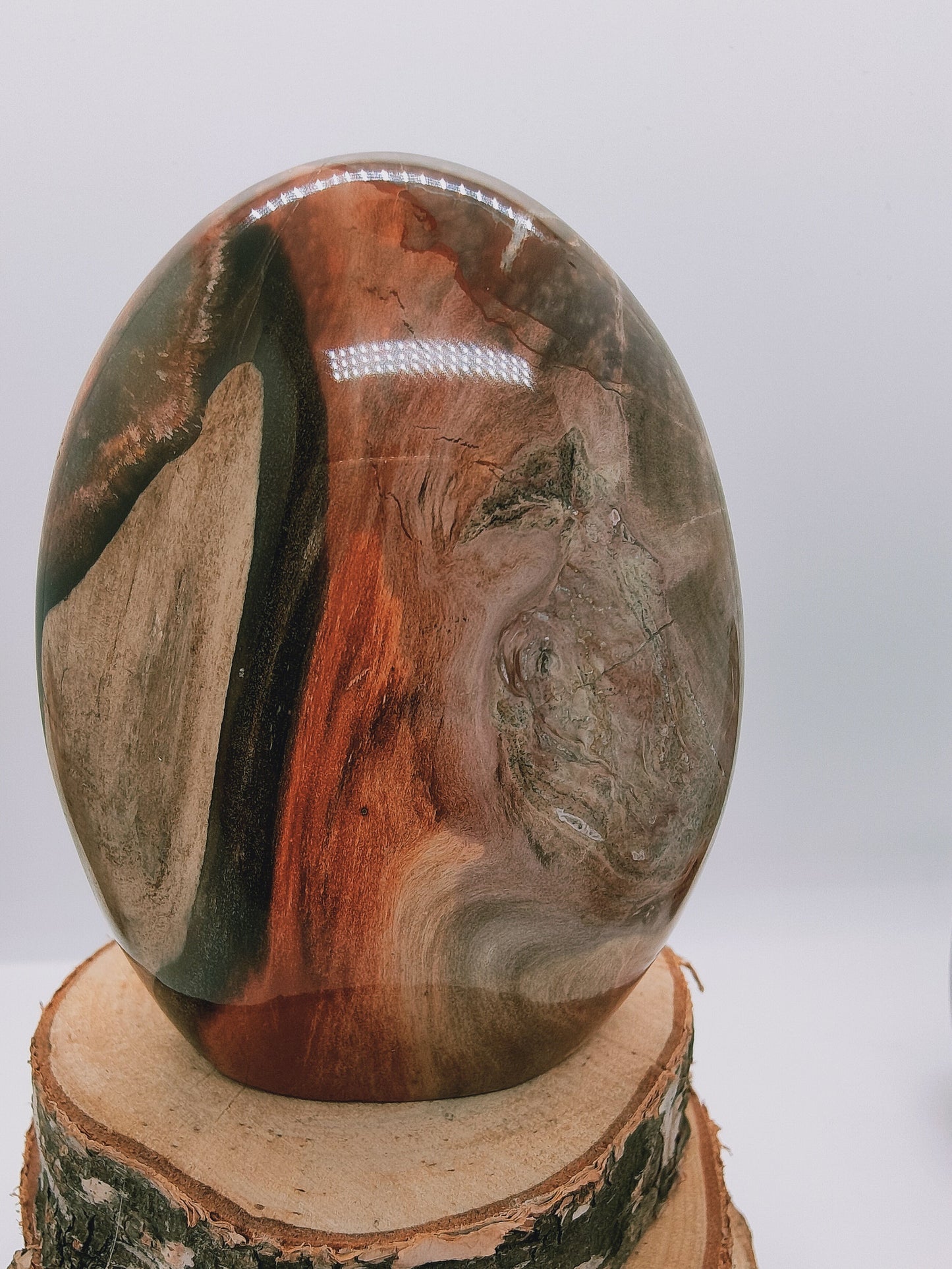 Bois fossile AA - Qualité +++ - La Rédemption de l'Arbre généalogique