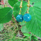 Perles de COLLECTION: Boucles d'oreille en Apatite