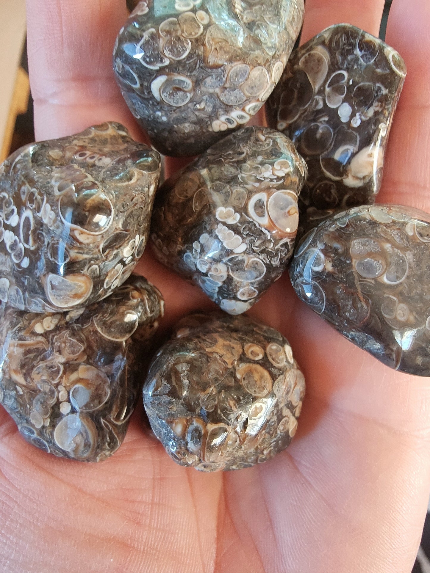 Agate fossile - Pierre roulée - Qualité AB - Entre 3 à 4 cm